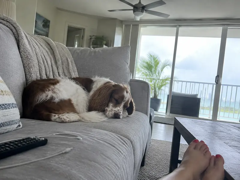 Bruno, a brown-and-white spaniel mix, napping on the couch