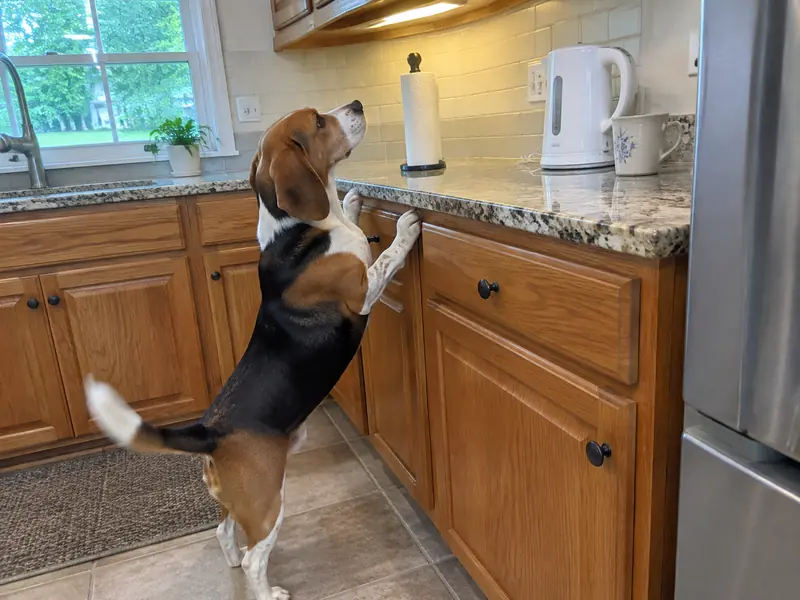 Chester, a beagle, standing up with his paws on the kitchen counter