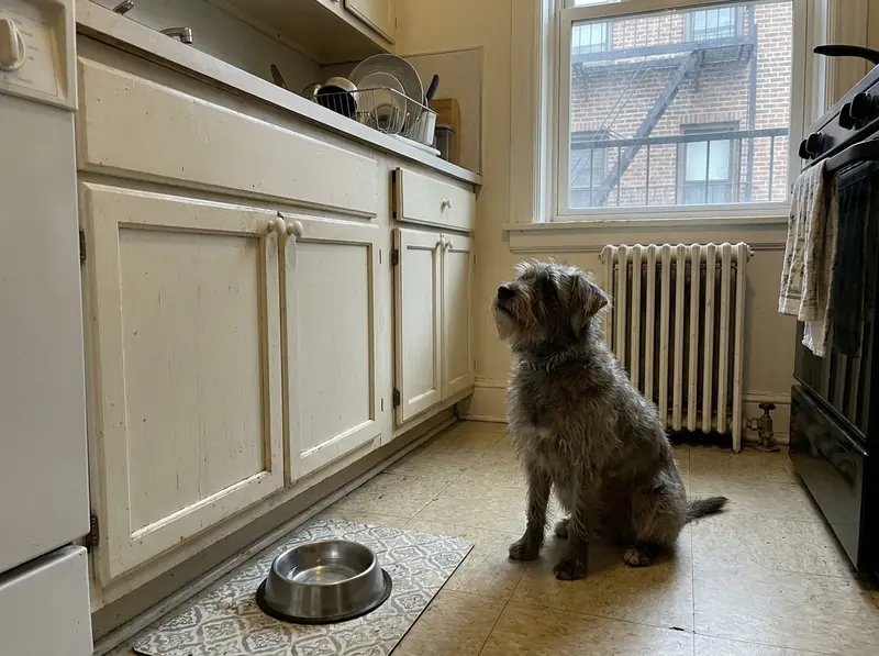 Gus, a scruffy gray terrier mix, sitting beside his bowl in a small kitchen