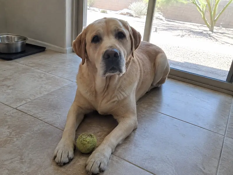 Hank, a yellow Labrador, lying on a tile floor next to a tennis ball
