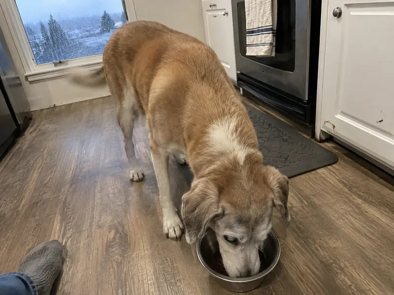 Millie, a senior yellow dog with a white face, eating from a steel bowl in the kitchen