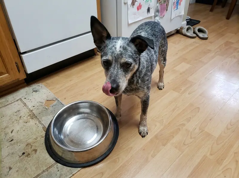 Pepper, a speckled mixed-breed dog, licking her lips beside an empty bowl