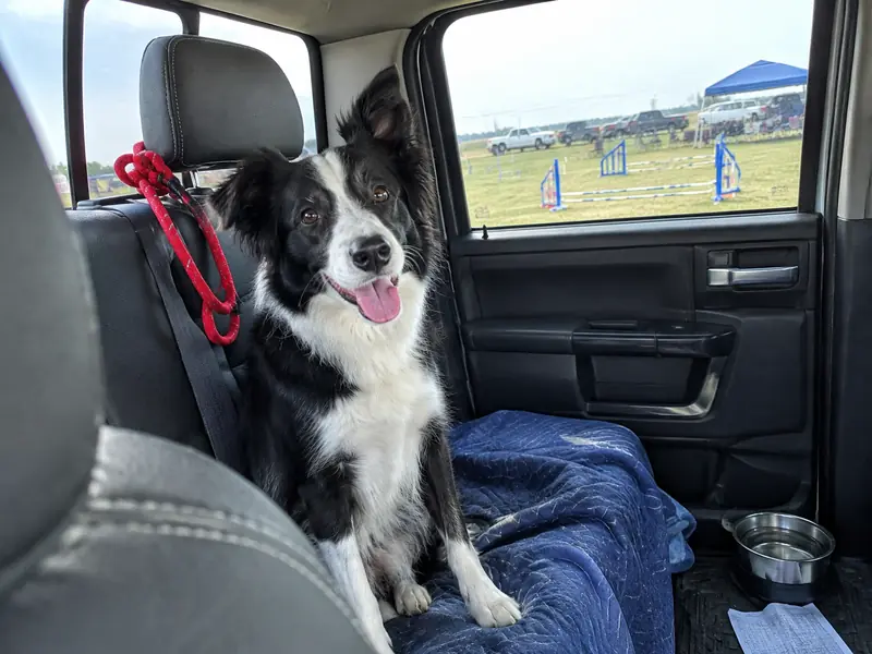 Scout, a black-and-white border collie, sitting in the back seat of a truck at an agility trial