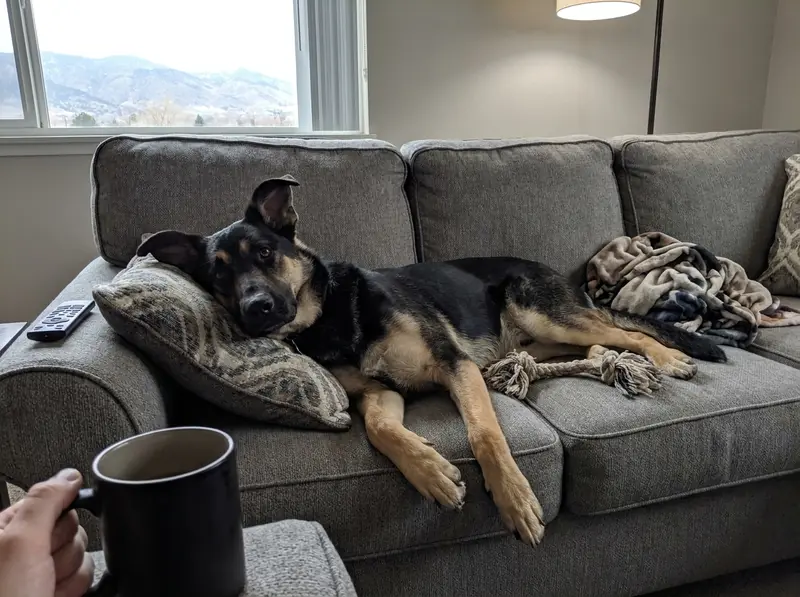 Tucker, a shepherd mix, stretched out on a gray couch